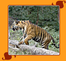 Bandhavgarh