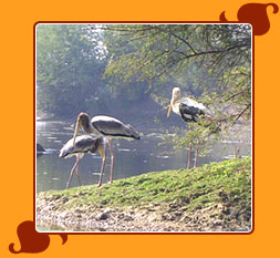 Bharatpur Bird Sanctuary