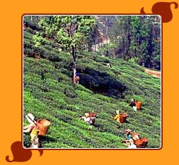 Darjeeling