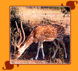 Gir National Park & Sanctuary
