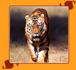 Kanha National Park
