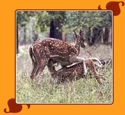 Kanha