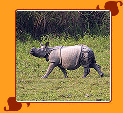 Kaziranga National Park
