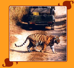Ranthambore