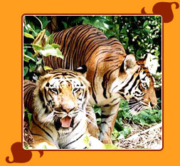 Ranthambore National Park