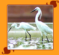 Salim Ali Bird Sanctaury