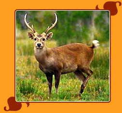 Sultanpur National Park