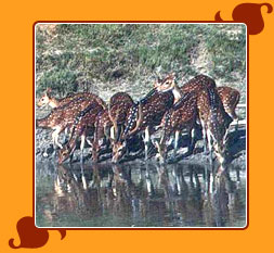 Sundarbans National Park