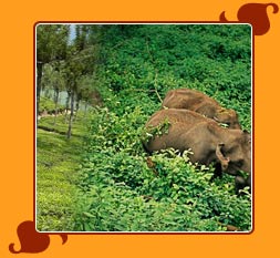 Thekkady