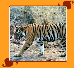 Golden Triangle with Wildlife Tour