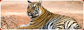 Wildlife In India